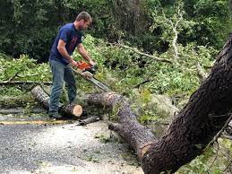 Best Storm Damage Tree Cleanup  in Littleton, CO