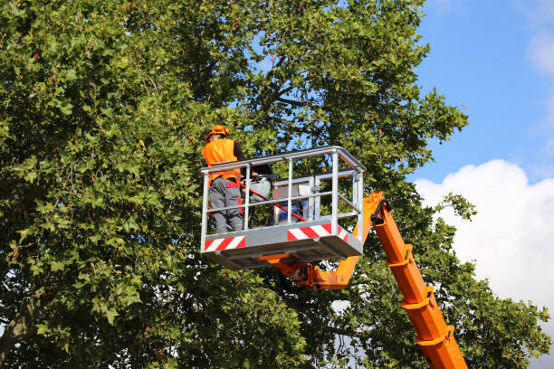 Best Arborist Consultation Services  in Littleton, CO