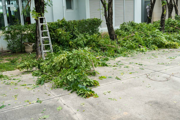 Best Tree Maintenance Programs  in Littleton, CO