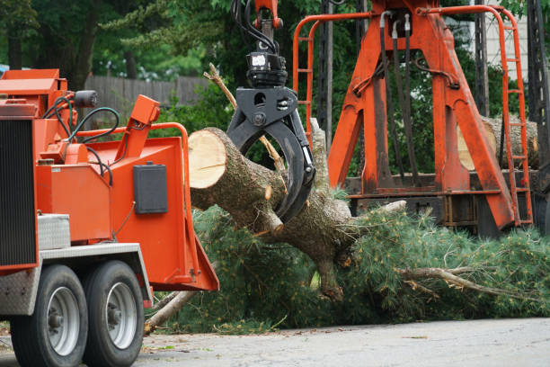 How Our Tree Care Process Works  in  Littleton, CO