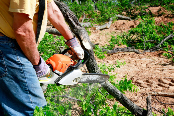 Best Pest Control for Lawns  in Littleton, CO